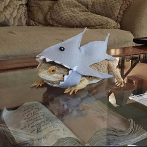 Meet your Posher, James